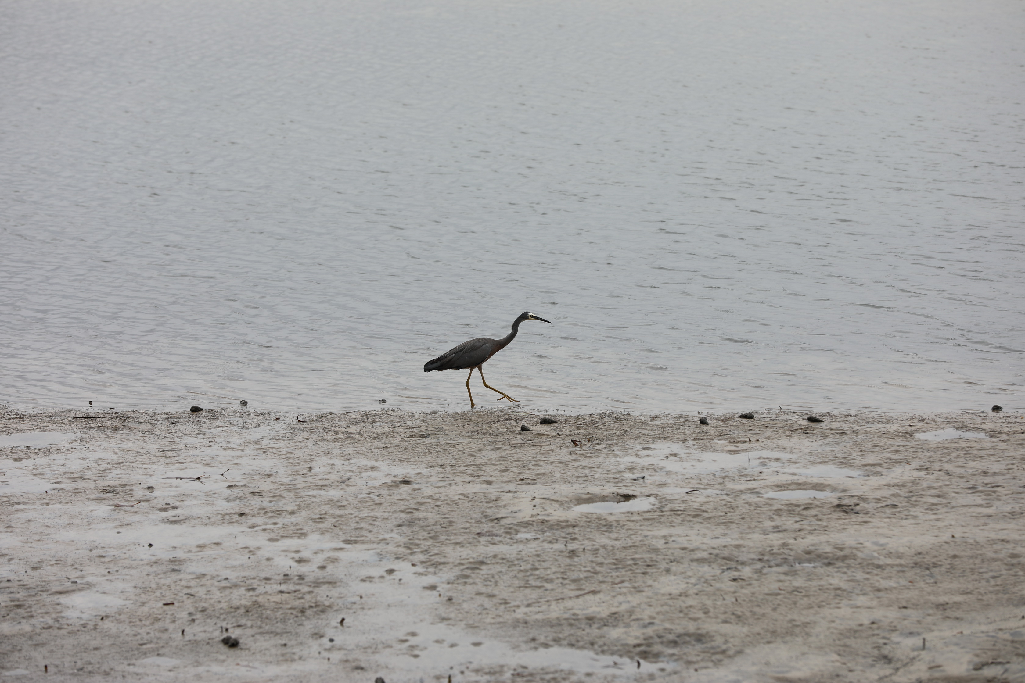 2020 01 06 14 00 27 Canon EOS 5D Mark IV 0009